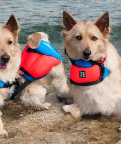 Badeveste til kæledyr: Gør din hund sikker og stilfuld på vandet