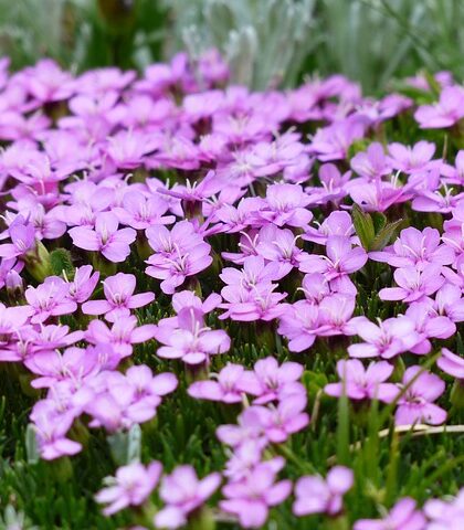 Opdag de forskellige arter af Primula og deres betydning i naturen