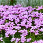Opdag de forskellige arter af Primula og deres betydning i naturen