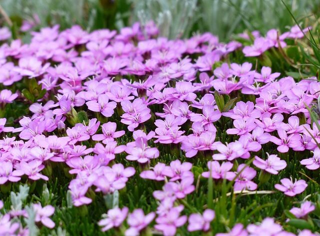 Opdag de forskellige arter af Primula og deres betydning i naturen