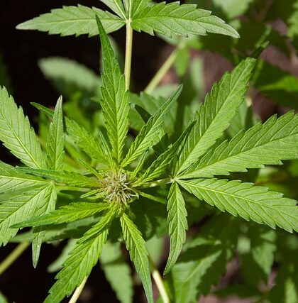 Rødkløverekstrakt: Den nye superfood til sund hud og hår