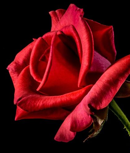 Efeu som biologisk bekæmpelse: Hvordan denne plante kan hjælpe med at holde skadedyr væk