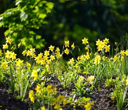 Påskeliljens historie: Fra græsk mytologi til moderne havebede