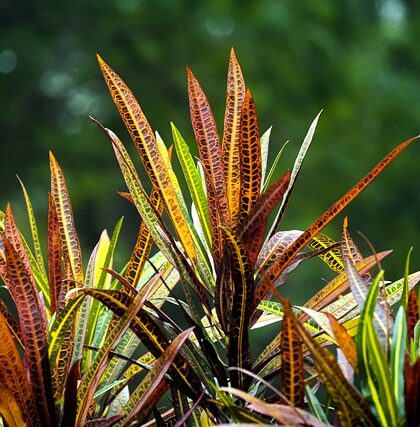 Citrontræets hemmeligheder: Hvad du skal vide for at dyrke et sundt og frugtbart træ