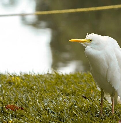 Klimakrisen og økonomien: Grøn omstilling med sorte tal