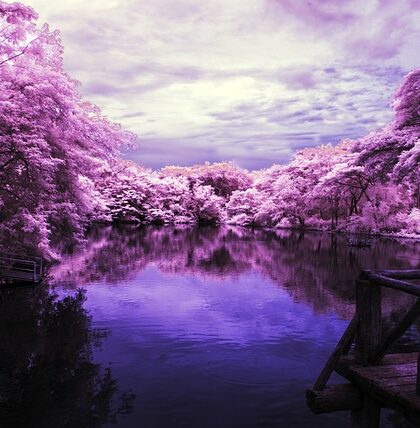 Opdag de overraskende fordele ved infrarød sauna fra Radiant Health