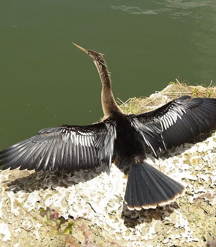 Få perfekt tørt tøj hver gang med AEG's avancerede tørreteknologi