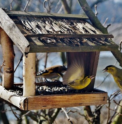 Fuglefoder i fokus: Hvordan påvirker det fuglenes sundhed og adfærd?