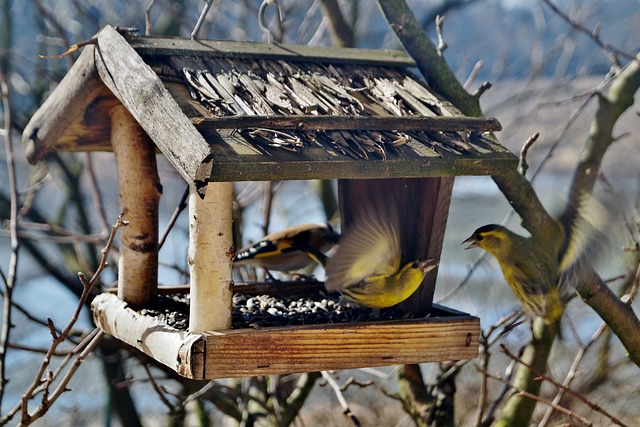 Fuglefoder i fokus: Hvordan påvirker det fuglenes sundhed og adfærd?