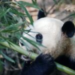 Bekæmp sved og ubehag med bambus underbukser: Sådan fungerer det