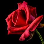 Pæon fra Järbo - en blomst med symbolik og betydning