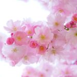 Laurbærkirsebær i kosmetik: Naturlige skønhedstips